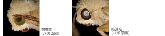 明適応と暗適応したハスモンヨトウの複眼